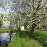 National Trust Spring Walk 90 Mins from London: Top Blossom Spot
