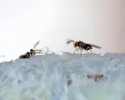 Nature's Hidden Helpers: Parasitic Wasps and Other Unsung Heroes