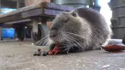 Neuty the Nutria, Viral Pet Rodent, Dies of Cancer at Age 5