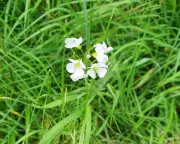 No Mow May Brings Biodiversity Boost to Liverpool Verge