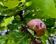 Oak Apple Day: Celebrating Nature's Parasitic Galls and Royal History