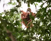 Orangutan Relocation: A Controversial Conservation Tool in Borneo