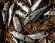 Papua New Guinea Warns Against Fishing After Mystery Marine Deaths