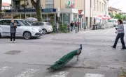 Peacock 'Invasion' of Italian Seaside Town Ruffles Residents' Feathers