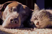 Pet Owners Hit by 'Subscription Creep' as Repeat Costs Rise