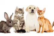 PetSaver Memberships: How Much Can Pet Owners Really Save?