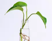 Potato Propagation Hack Tested: Does It Really Help Cuttings Root Faster?