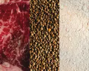 Pros and Cons of Popular Protein Sources: A Balanced Guide