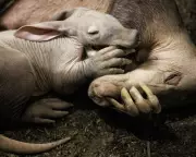 Rare Aardvark Calf 'Womble' Thrives at Chester Zoo After Bottle-Feeding