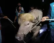 Rare Albino Buffalo 'Donald Trump' Saved from Eid Sacrifice in Bangladesh