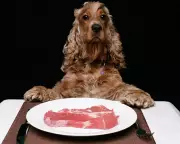 Readers Debate the Dog Obsession in Public Spaces in Britain