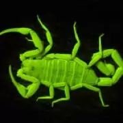 Scientists Discover Scorpions Are Mini Cyborgs With Metal-Reinforced Claws and Stingers