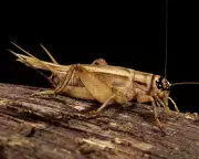 Scientists Find Crickets May Feel Pain After Nursing Sore Antennae