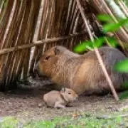 Scotland Celebrates First Capybara Birth in 18 Years at Edinburgh Zoo