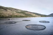 Scottish Salmon Farms Face Same Pollution Crisis as Norway