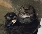 Sea Otter Mother Adopts Orphaned Pup in Rare Wildlife Event