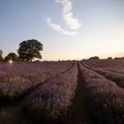 Secret Lavender Garden Near London Hosts Open Air Cinema This Summer