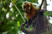 Sharp Rise in Online Primate Sales on Social Media in US, Report Finds