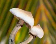 Single Magic Mushroom Dose Linked to Brain Changes Lasting a Month