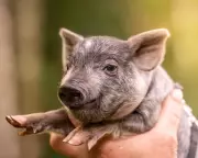 Spoilt Pig Syndrome: A Lesson in Boundaries and Treats