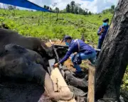 Sumatra's Elephants in Crisis: Habitat Loss Drives Critical Decline