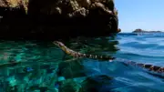 Swimming Snakes Threaten Ibiza's Endemic Wall Lizards