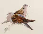 The Lost Words Duo Reunite for The Book of Birds to Save Endangered Species
