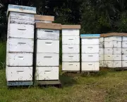 Thieves Steal $150K Worth of Beehives in NSW, Beekeeper Suspects Inside Job