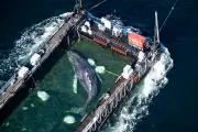Timmy the Whale's Failed Rescue: A Lesson in Conservation vs. Activism