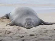 Tourist Accused of Throwing Rock at Endangered Hawaiian Monk Seal Claims Self-Defense