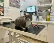 Toxic Pet Flea Chemicals Harming UK Wildlife, Urgent Action Needed