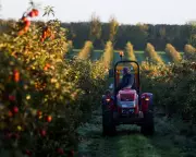 UK Farming Co-ops Could Boost Food Security and Growth, Report Finds
