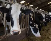 UK Sees Huge Rise in ‘Battery Cow’ Dairy Farms, Investigation Reveals
