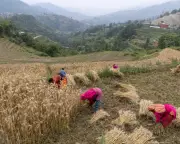 UK Urges Global Action to Free Up Fertiliser Supplies to Avert Food Crisis