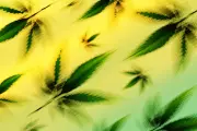 US Hemp Ban Threatens CBD Products and Medicare Pilot Program