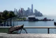 US Vineyards Battle Invasive Spotted Lanternflies as Insects Spread