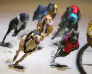 Victorian Greyhound Trainer Avoids Ban Despite Cocaine-Positive Dog