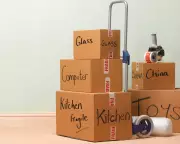 What Makes a Place a Home? A Cat's Move Offers Insight