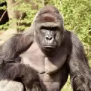 White House Honors Harambe as 'True Patriot' on 10th Anniversary of Gorilla's Death