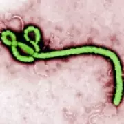 WHO Declares Global Emergency Over Rare Ebola Strain in Congo and Uganda