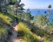 Wildfire Threatens Unique Torrey Pines on Santa Rosa Island