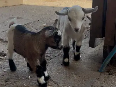 7 baby goats stolen from South London farm, mums distraught