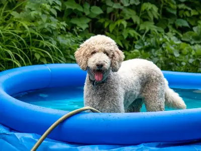 7 Dog Breeds at Highest Risk of Heatstroke: Key Signs to Watch For