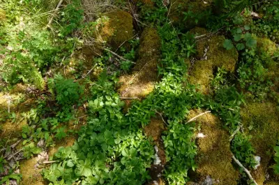 A Revelation Among the Clints and Grikes of Limestone Pavement in Wharfedale