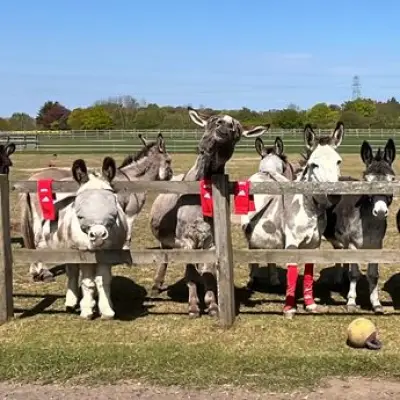 Arsenal Donates Old Socks to Donkey Sanctuary for Animal Care