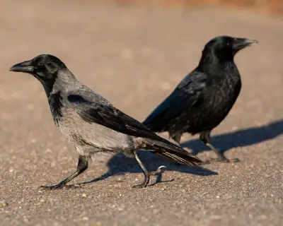 Birds of a Feather in a Noisy Argument: Country Diary