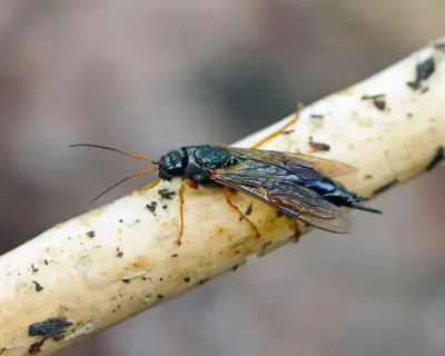 Country Diary 1906: Wood Boring Wasp Found in Wigan Coalpit