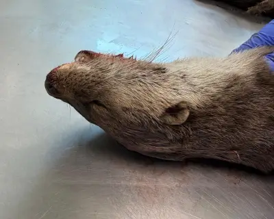 Country diary: The grisly beauty of an otter postmortem in Cardiff
