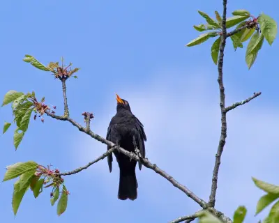 Country Diary: The unique song of the blackbird on my street