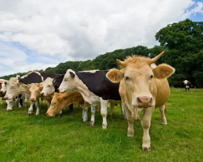 Cows on Tracks Disrupt UK's Busiest Intercity Railway Line for Hours